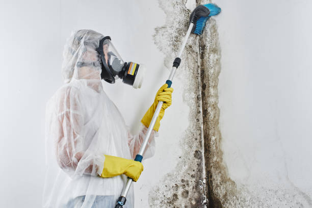 Best Residential Mold Remediation in Powhatan Point, OH