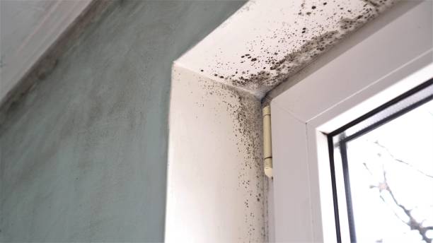 Best Preventive Mold Services in Powhatan Point, OH