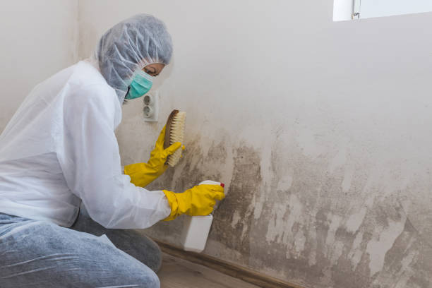 Best HVAC Mold Remediation in Powhatan Point, OH