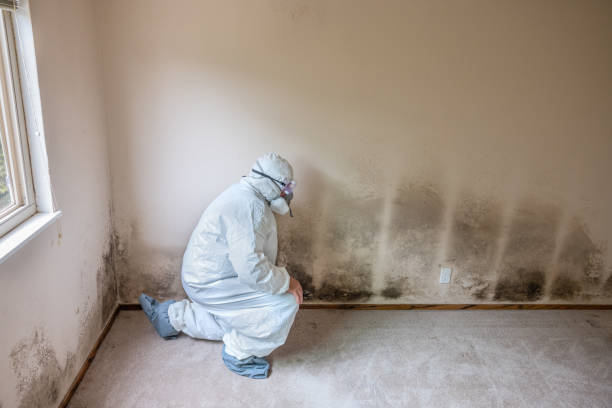 Best Preventive Mold Services in Powhatan Point, OH