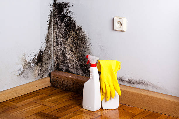 Best Bathroom Mold Remediation in Powhatan Point, OH