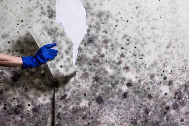 Best Kitchen Mold Remediation in Powhatan Point, OH