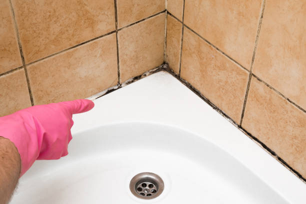 Best Black Mold Remediation in Powhatan Point, OH